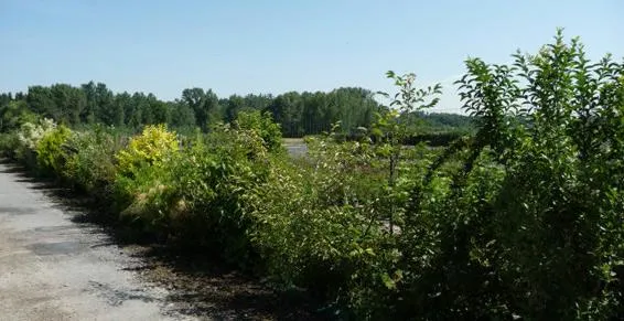 Pépinière du Bord de Loire