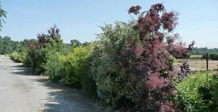 Pépinière du Bord de Loire